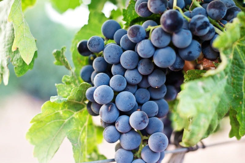 Grapes Resveratrol natural skincare